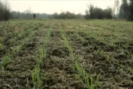 La campaña fina será difícil por varios factores