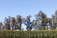 Se cosechará menos maíz por la sequía