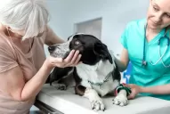 En Jujuy, aprueban una ley que considera seres sintientes a las mascotas: los cinco puntos clave