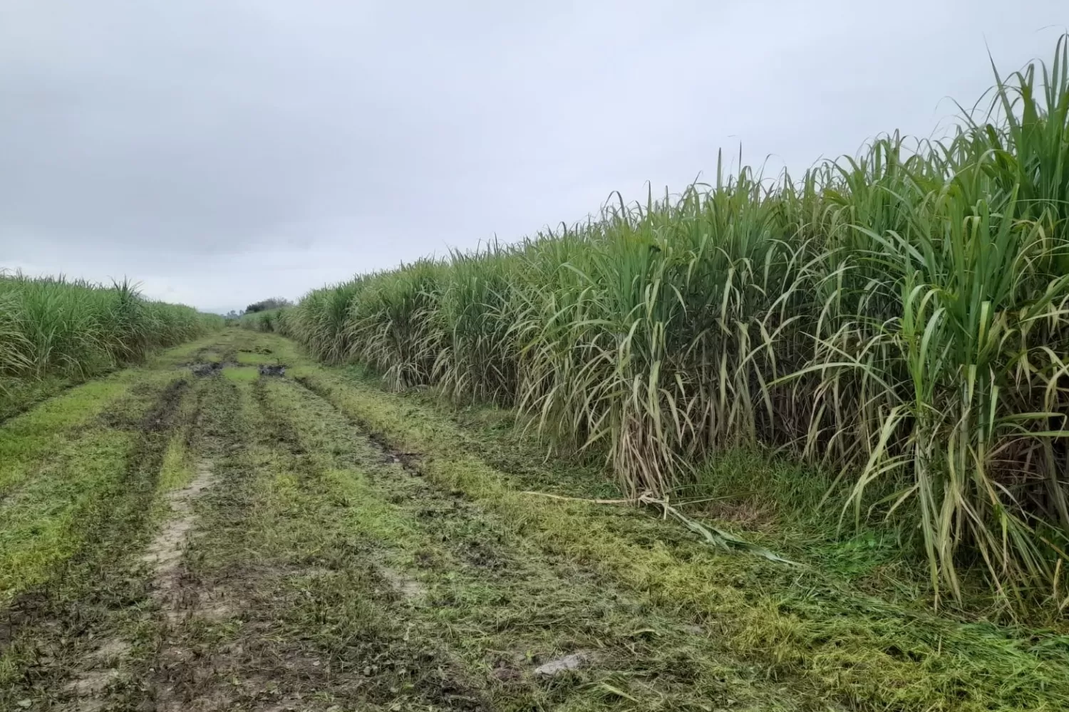 Cañaveral ubicado en el sur de la provincia.