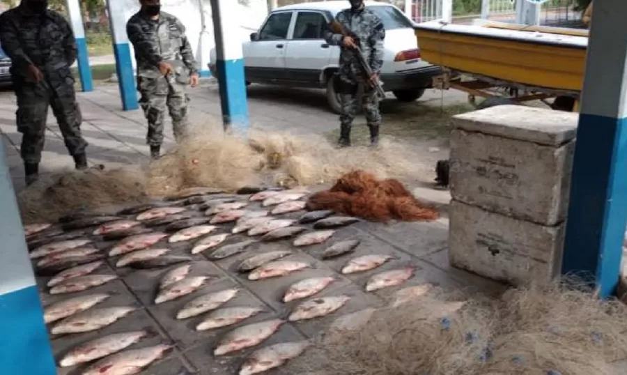 Peces secuestrados por la policía. 