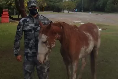 Cinco años después de que le robaron su caballo, vio que lo vendían en las redes sociales