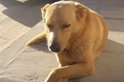 Juzgan al hombre que ató un perro a su camioneta, lo arrastró y lo mató