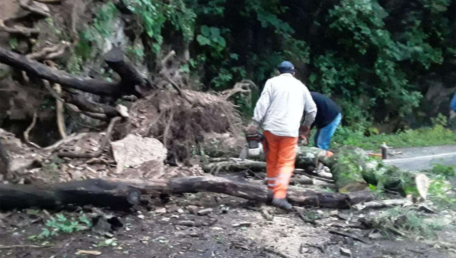 CON CUIDADO. Trabajadores de Vialidad cortaron los troncos y liberaron la calzada sobre la ruta 338.