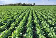 En esta campaña llovió casi la mitad de la media