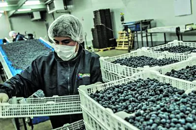 Dictarán un ciclo de capacitaciones sobre arándanos