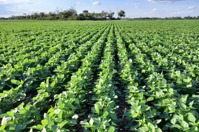 En esta campaña llovió casi la mitad de la media