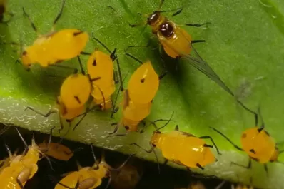 Informe sobre las plagas en los granos