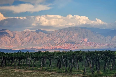 Las empresas productoras de vinos piden un dólar malbec