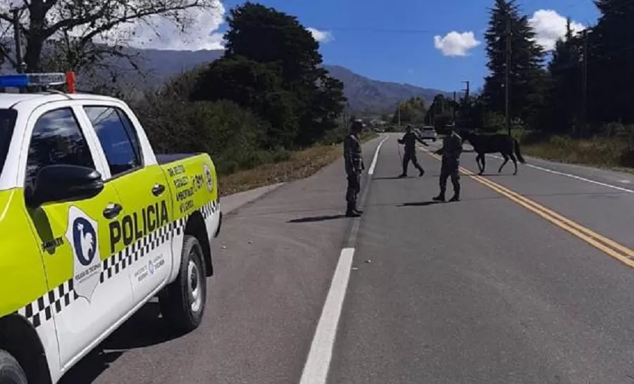 Peligro en las rutas: Animales sueltos en Tafí del Valle