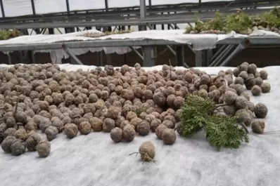 Recolectan semillas para restaurar bosques nativos degradados