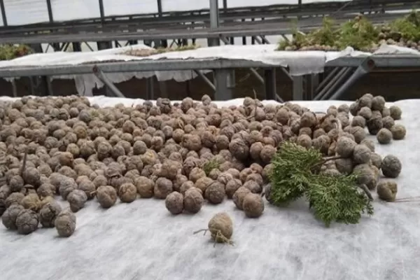 Recolectan semillas para restaurar bosques nativos degradados