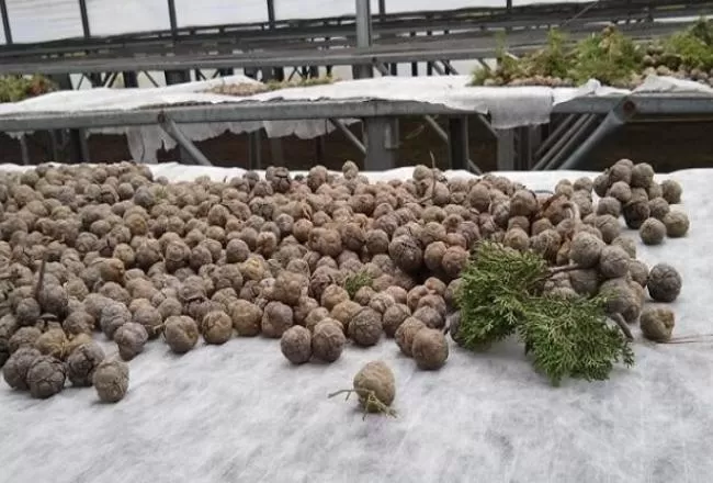  Recolectan semillas para restaurar bosques nativos degradados