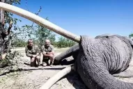 Polémica: pagó U$S 50.000 para matar a un elefante en peligro de extinción en África