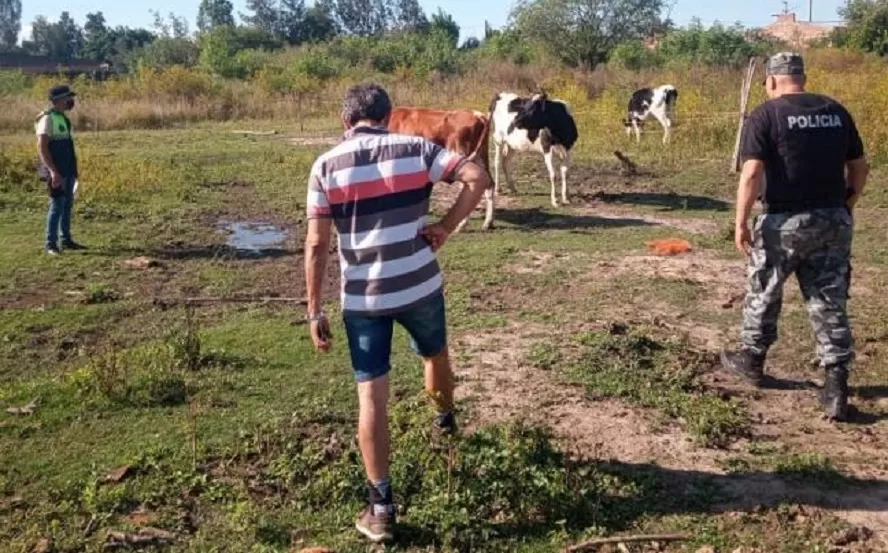 Carbón Pozo: encontraron vacas robadas