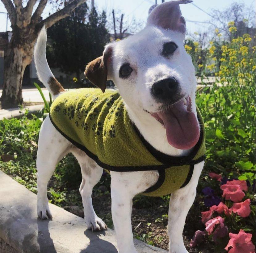 Video: Trompita, la perrita adoptada por un tucumano que la rompe en Tik Tok