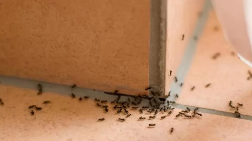Métodos caseros para deshacerse de las hormigas