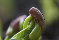 Muestran ensayos del cultivo de poroto
