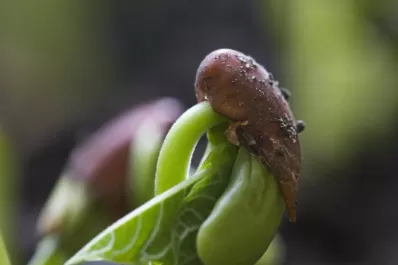 Muestran ensayos del cultivo de poroto