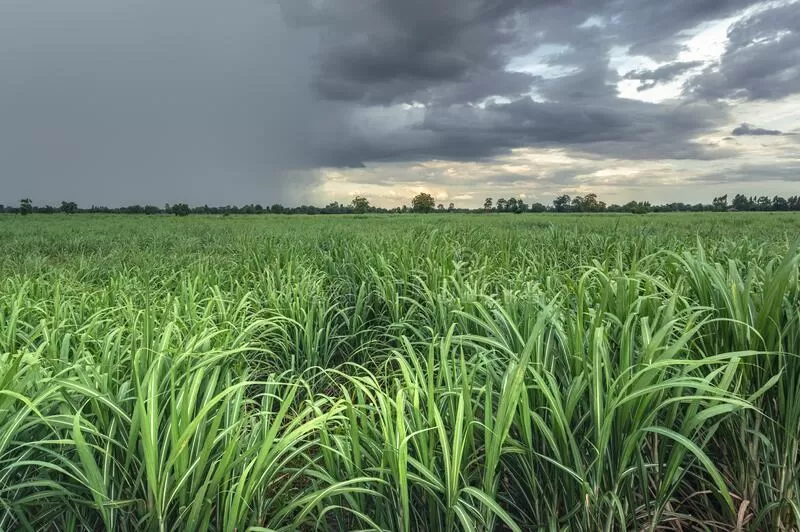 DATO. La lluvia fue la variable más inestable, con ocurrencia no homogénea. 