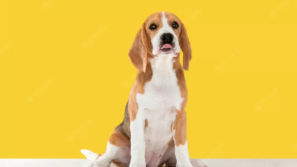 ¿A qué edad es conveniente castrar a perros y gatos?