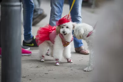 Una invitación para vivir un Día del Animal inolvidable