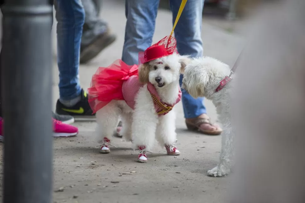 SIEMPRE JUNTOS. Las mascotas son compañías imprescindibles para muchas personas. 