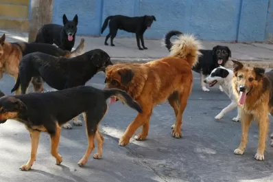 Un intendente propone sacrificar perros sin dueños si no son adoptados