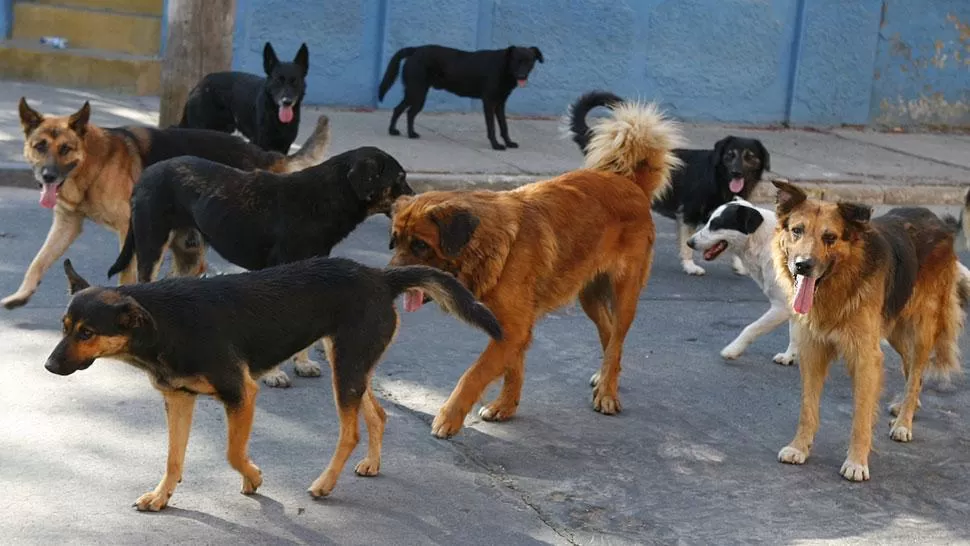 PERROS DE LA CALLE