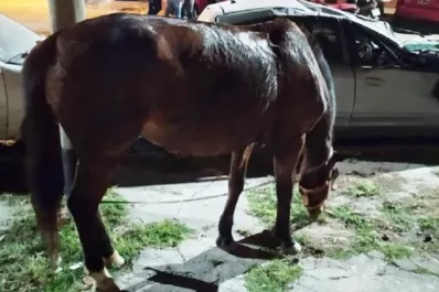 Una yegua herida era usada para traccionar un carro en el barrio Las Piedritas