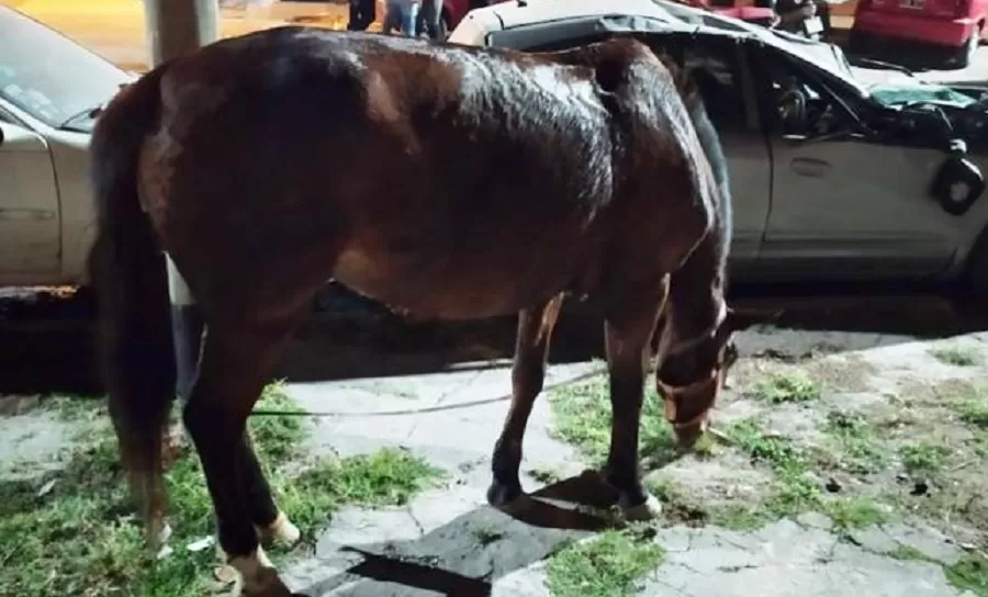 YEGUA RESCATADA. Había sido robada con anterioridad. 