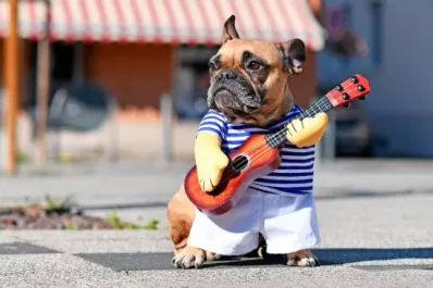 Día del Animal: mañana no te olvides de disfrazar a tu mascota