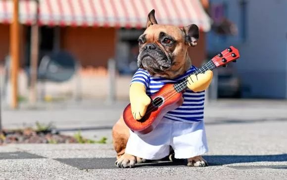 OUTFIT. El centro del evento será el concurso de disfraces de mascotas.  