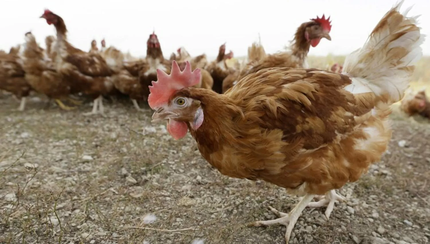 EN ALERTA. Las aves de corral infectadas fueron detectadas en 29 estados norteamericanos.