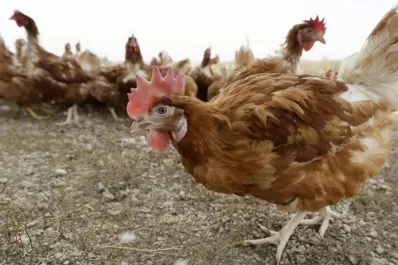 Estados Unidos registró su primer caso humano de gripe aviar H5