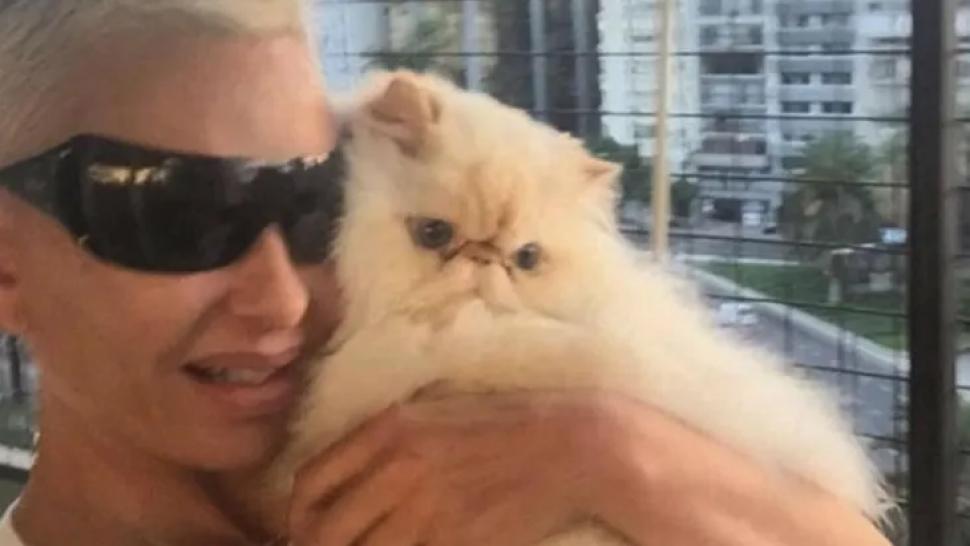 Día del animal: las más insólitas mascotas de los famosos