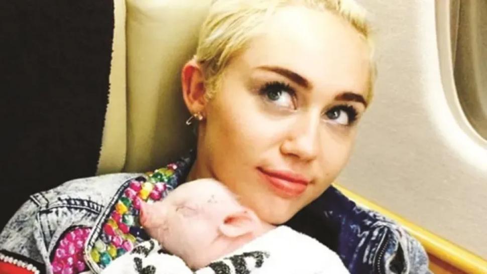 Día del animal: las más insólitas mascotas de los famosos