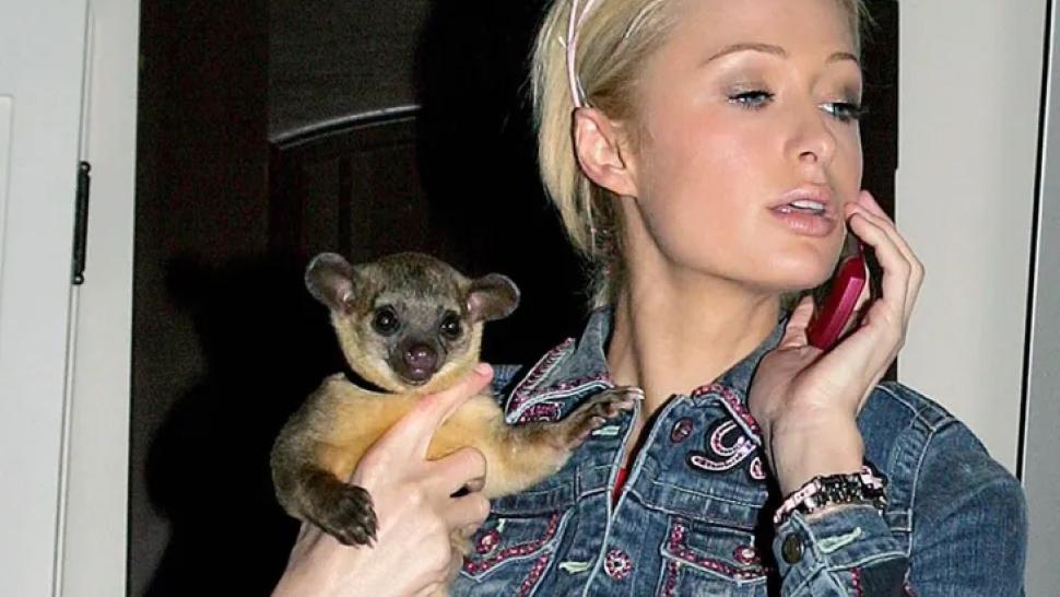 Día del animal: las más insólitas mascotas de los famosos