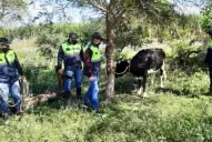 Una vaca robada generó un intenso operativo, en Los Trejos