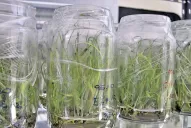 Jornada para interesados en implantar semilleros de caña de azúcar