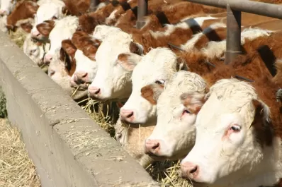 Impulsan una tasa ambiental al metano y se desata el rechazo del gobierno de Milei y el sector rural