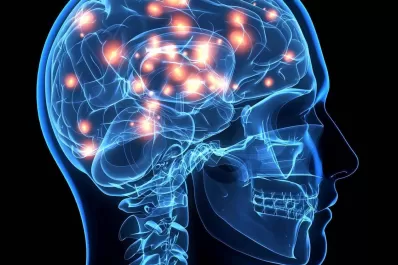 Descubren una proteína que podría evitar la pérdida de la memoria