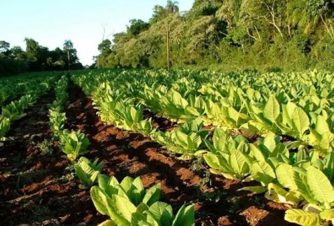 CULTIVO DE TABACO / FOTO DE COMUNICACIÓN PÚBLICA