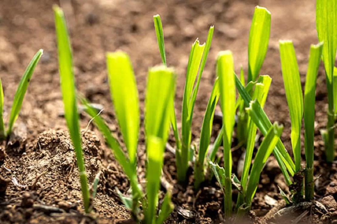 Primer Día Internacional de la Sanidad Vegetal