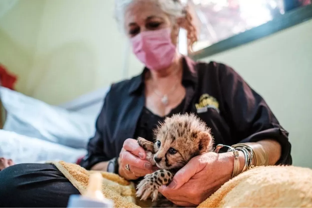 Nacieron guepardos trillizos en Irán.