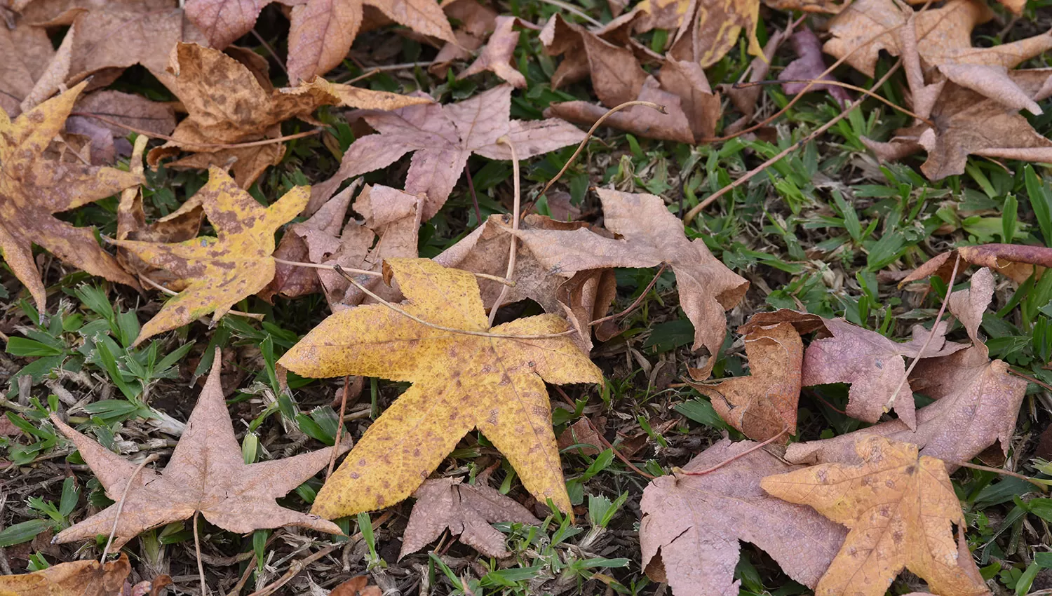 MENOS TEMPLADO. El estado del tiempo adentrará a los tucumanos en temperaturas más otoñales.