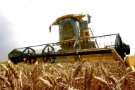 Buscan romper el récord de producción de trigo