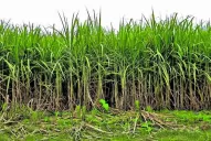 En Tucumán, la caña muestra un buen estado madurativo, superior al registrado el año anterior