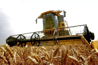 Buscan romper el récord de producción de trigo