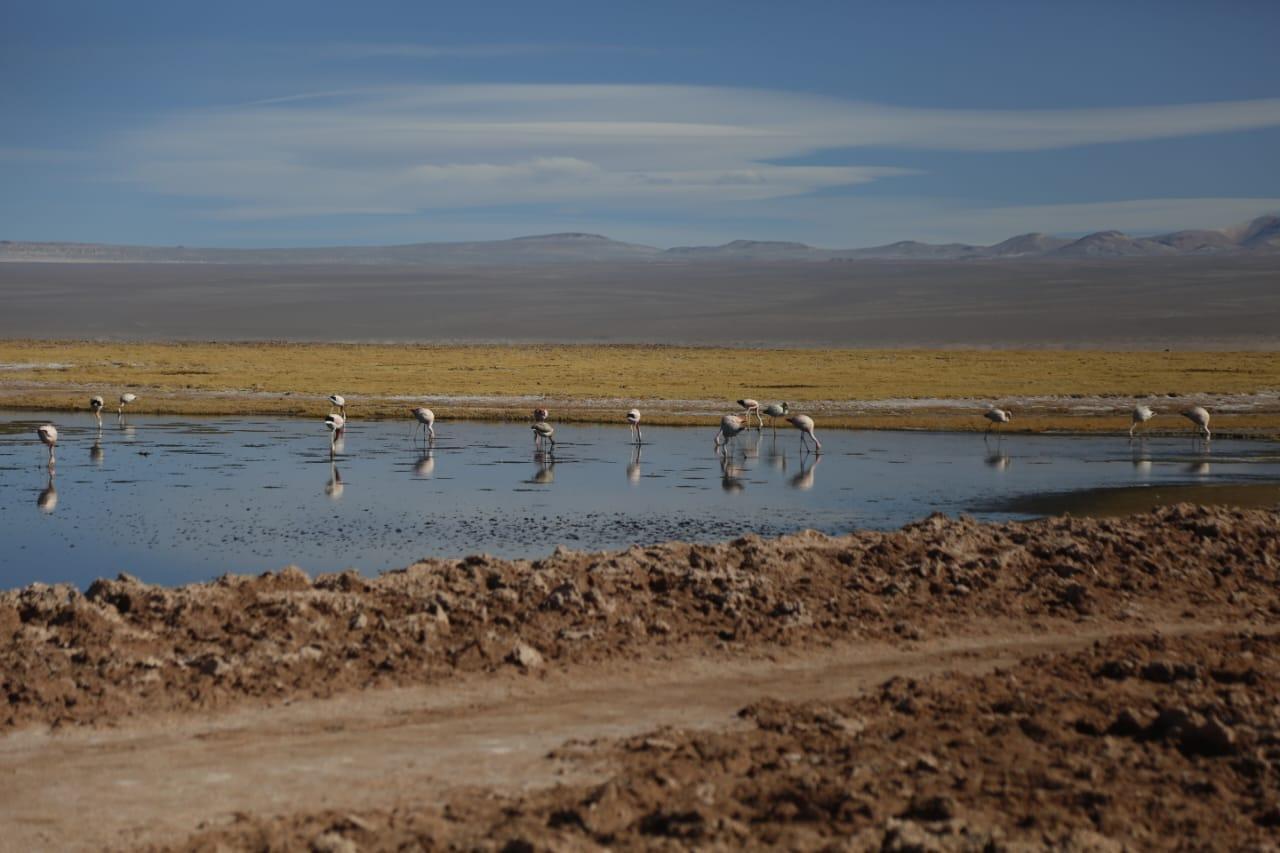 5.	Flamencos en la Laguna de Carachi Pampa, Catamarca.